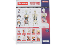 Supreme Female Anatomy Model Clear