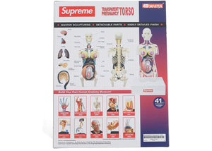 Supreme Female Anatomy Model Clear