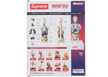Supreme Male Anatomy Model Clear