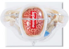 Supreme Male Anatomy Model Clear